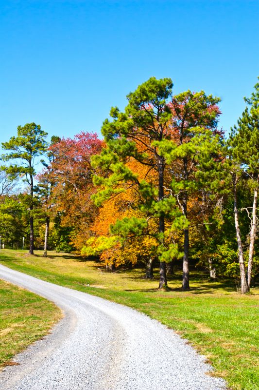 Fall Terrain Clearings